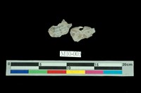 藏品(金蟹石)的圖片